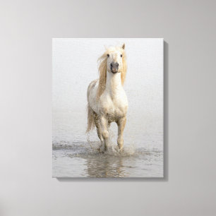 Lienzo Caballo Camargue corriendo en el agua