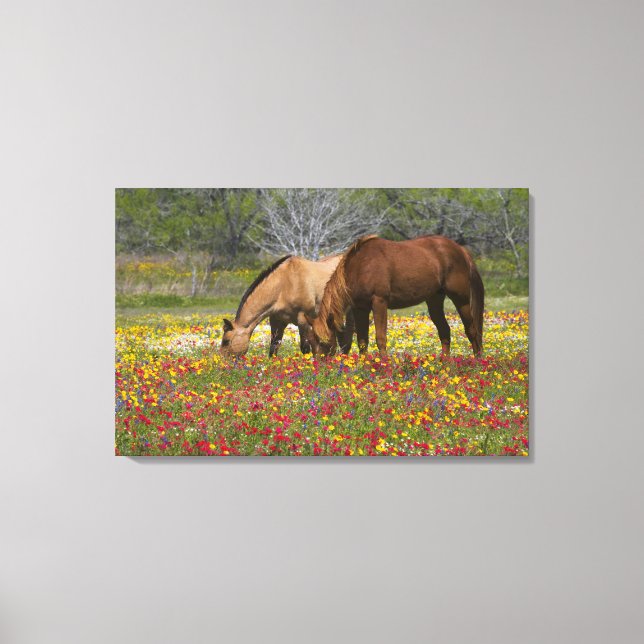 Lienzo Caballo Cuarto de Milla en campo de flores silvest (Anverso)