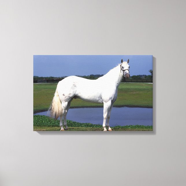 Lienzo Caballo de Appaloosa (Anverso)