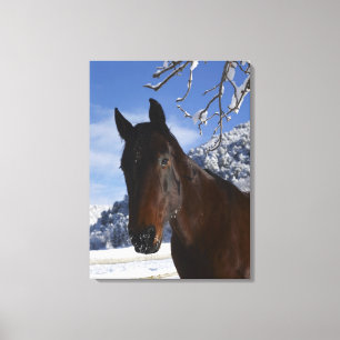 Lienzo Caballo de Brown en invierno