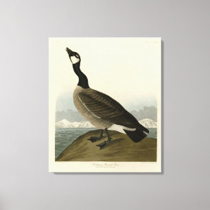 Lienzo Caballo de los pájaros de América de Audubon