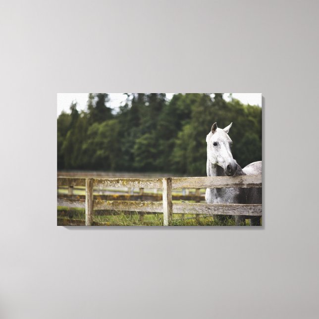 Lienzo Caballo en campo mirando la cerca (Anverso)