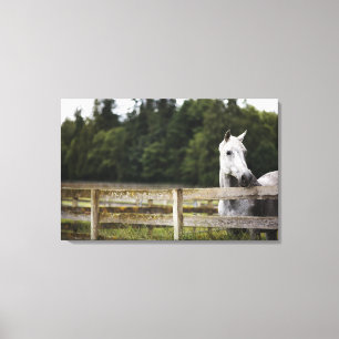 Lienzo Caballo en campo mirando la cerca