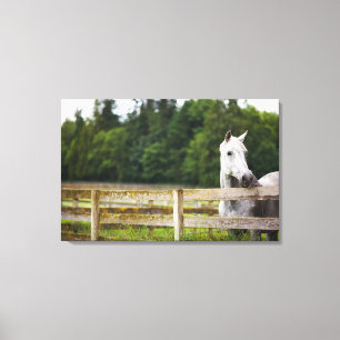 Lienzo Caballo en el campo que mira sobre la cerca