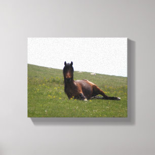 Lienzo Caballo en Reposo, Caballo Cansado, Caballo Relaja