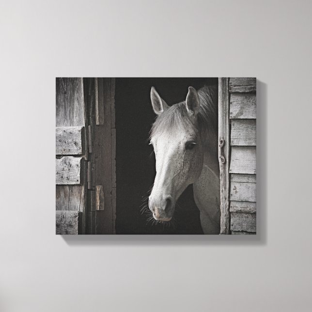 Lienzo Caballo Gray Mare HORSES B&W Tejidos envueltos (Anverso)