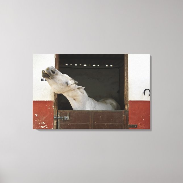 Lienzo Caballo gris en un establo (Anverso)