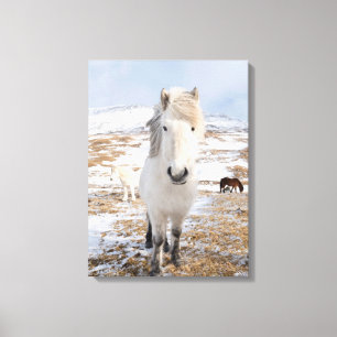 Lienzo Caballo islandés blanco, Islandia