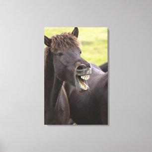 Lienzo Caballo islandés con la expresión divertida