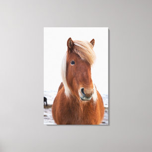 Lienzo Caballo islandés durante el invierno