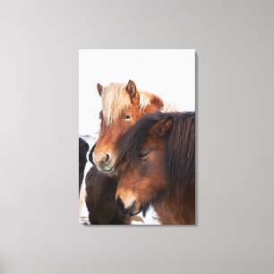 Lienzo Caballo islandés durante el invierno en Islandia