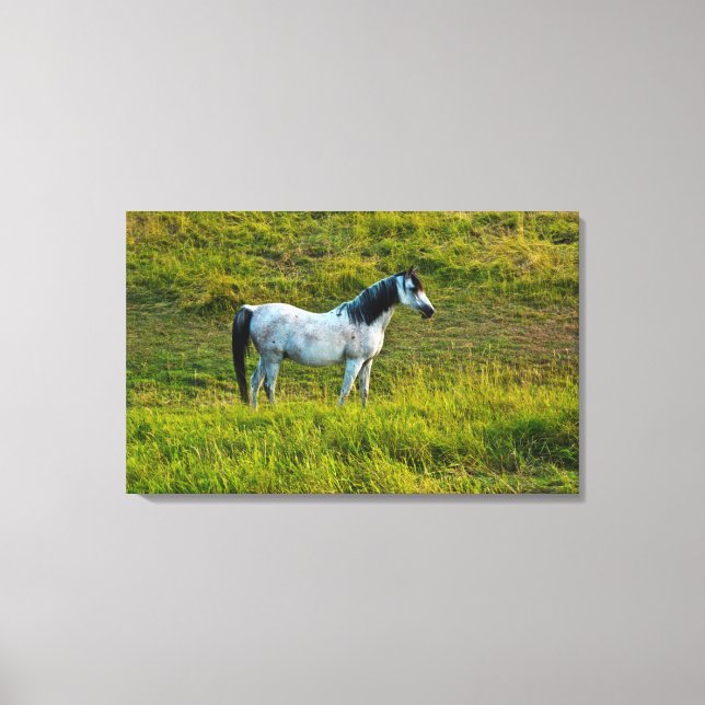 Lienzo Caballo Palouse, Colfax, área de Palouse, Washingt (Anverso)