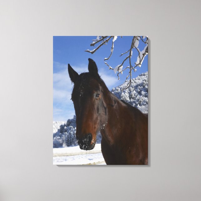 Lienzo Caballo pardo en invierno (Anverso)