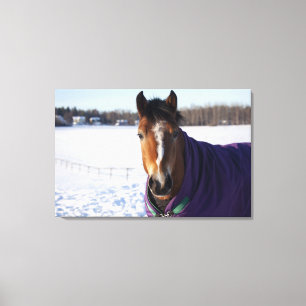 Lienzo Caballo que pasta en un campo nevado en Ekero 2