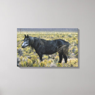 Lienzo Caballo salvaje del mustango en el desierto