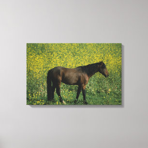 Lienzo Caballo salvaje del mustango que se coloca en