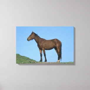 Lienzo Caballo Wild Mustang
