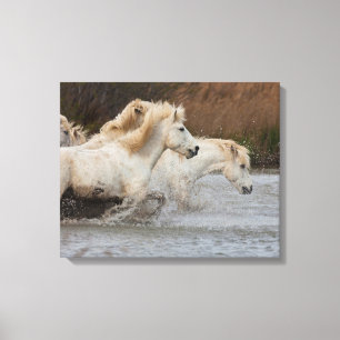 Lienzo Caballos Blancos de Camargue Corriendo en el Agua