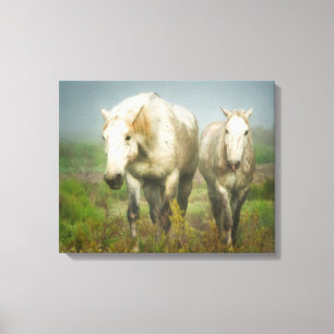 Lienzo Caballos blancos de Camargue en campo