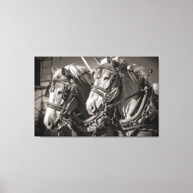 Lienzo Caballos de tiro de Bélgica (Anverso)