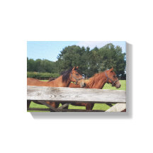 Caballos Elegantes en la Naturaleza