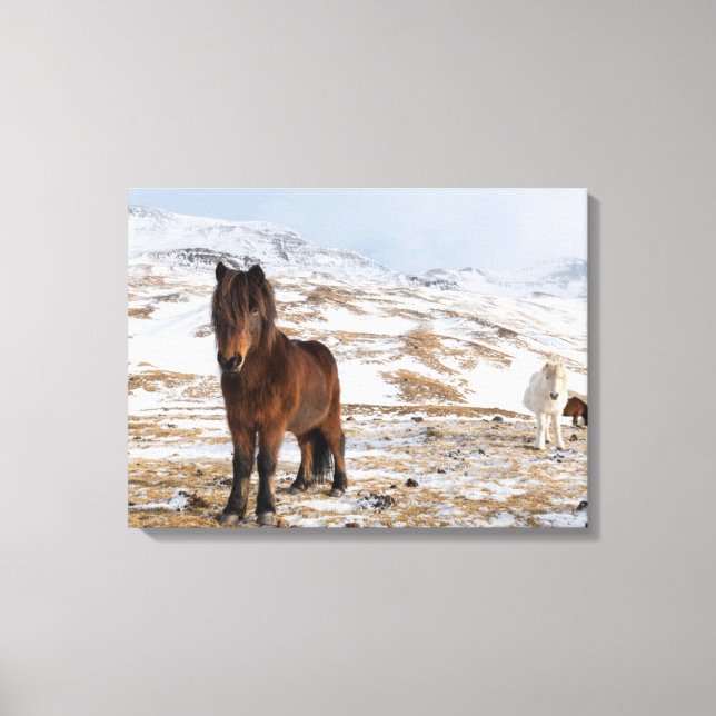 Lienzo Caballos islandeses en invierno (Anverso)
