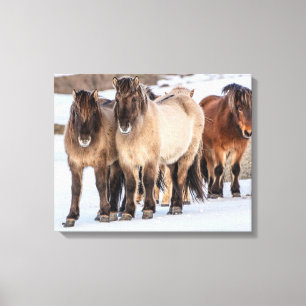 Lienzo Caballos islandeses en invierno cerca de Hofn, Isl