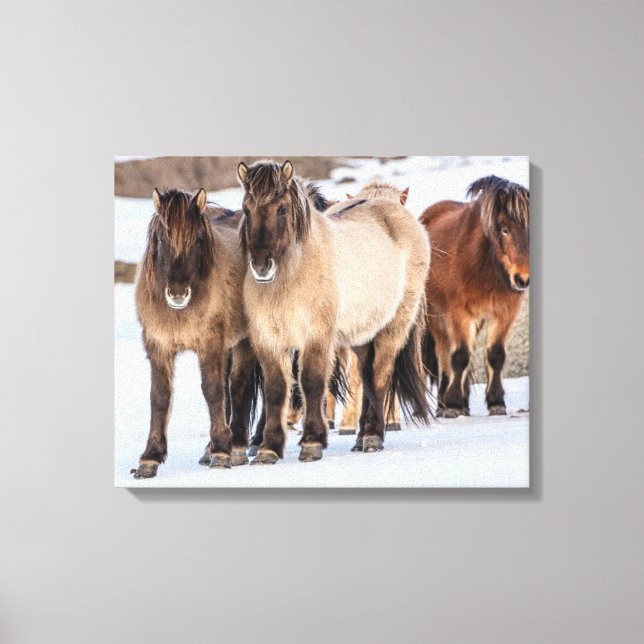 Lienzo Caballos islandeses en invierno cerca de Hofn, Isl (Anverso)