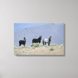 Lienzo Caballos salvajes del mustango en el desierto 3