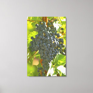 Lienzo Cabernet Sauvignon racimo de uva en el castillo