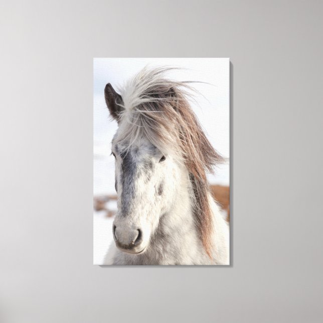 Lienzo Cabeza de caballo islandés blanco (Anverso)