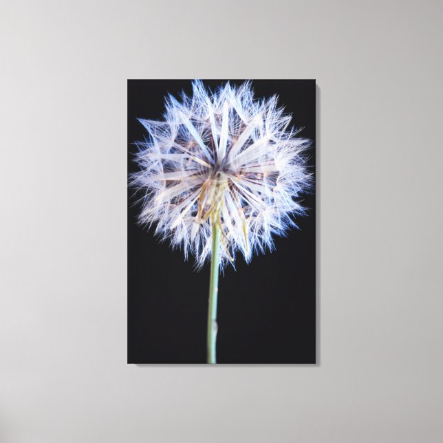 Lienzo Cabeza de semilla de diente de león (Taraxacum Off (Anverso)