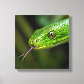 Lienzo Cabeza de serpiente verde