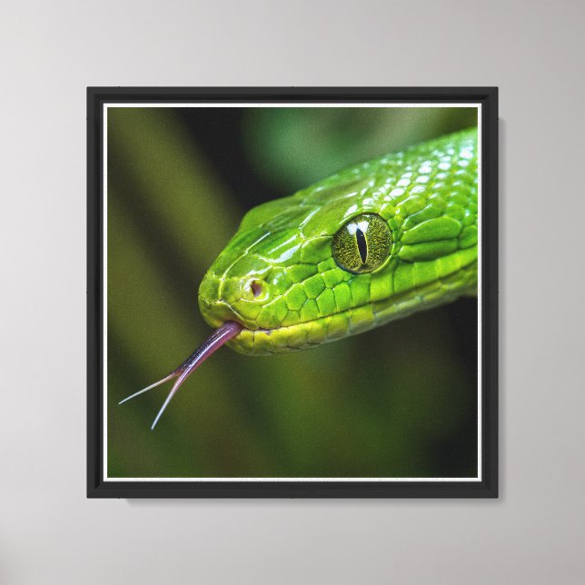 Lienzo Cabeza de serpiente verde (Anverso)