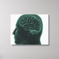 Cabeza humana en perfil que muestra el cerebro