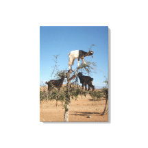 Cabras divertidas en un árbol