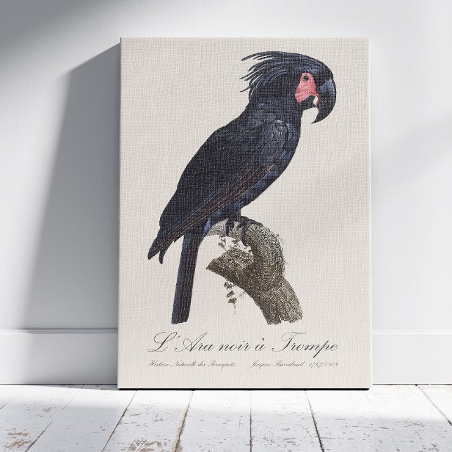 Lienzo Cacatúa palmada, loro Probosciger aterrimus, retro (L' Ara Noir a Trompe / Palm Cockatoo. Canvas Print)