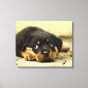 Lienzo Cachorro adorable de Rottweiler