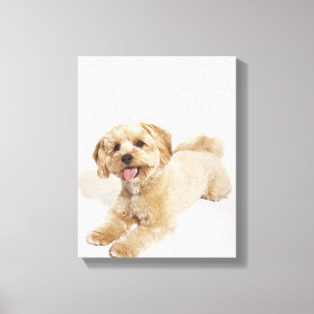 Lienzo Cachorro (Canis familiaris) (Anverso)