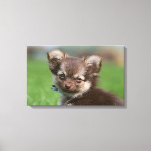 Lienzo Cachorro chihuahua de pelo largo mirando cámara