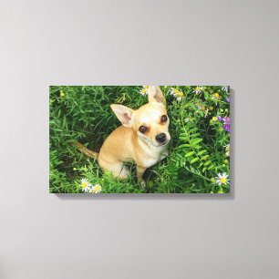 Lienzo Cachorro Chihuahua lindo en prado de hierba