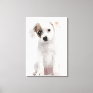 Lienzo Cachorro cruzado (2 meses de edad)