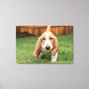 Lienzo Cachorro de Basset Hound Caminando
