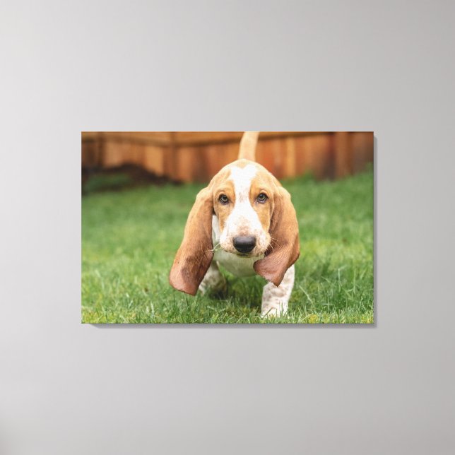 Lienzo Cachorro de Basset Hound Caminando (Anverso)