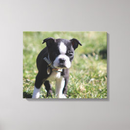 Lienzo Cachorro de Boston Terrier