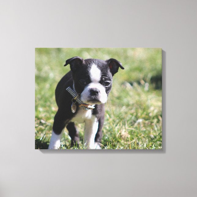 Lienzo Cachorro de Boston Terrier (Anverso)