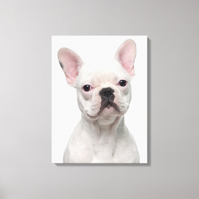 Lienzo Cachorro de Bulldog francés (5 meses de edad) (Anverso)