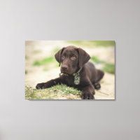 Cachorro de Chocolate Lab
