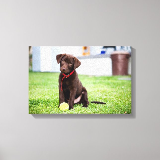 Lienzo Cachorro De Chocolate Labrador Con Pelota De Tenis (Anverso)