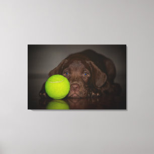 Lienzo Cachorro De Chocolate Labrador Con Pelota De Tenis